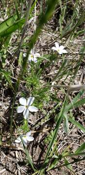 Image of prairie phlox