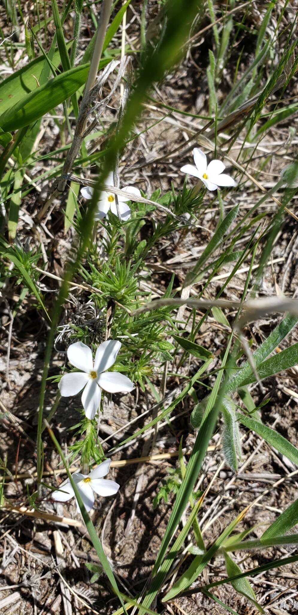 Imagem de Phlox andicola E. Nelson