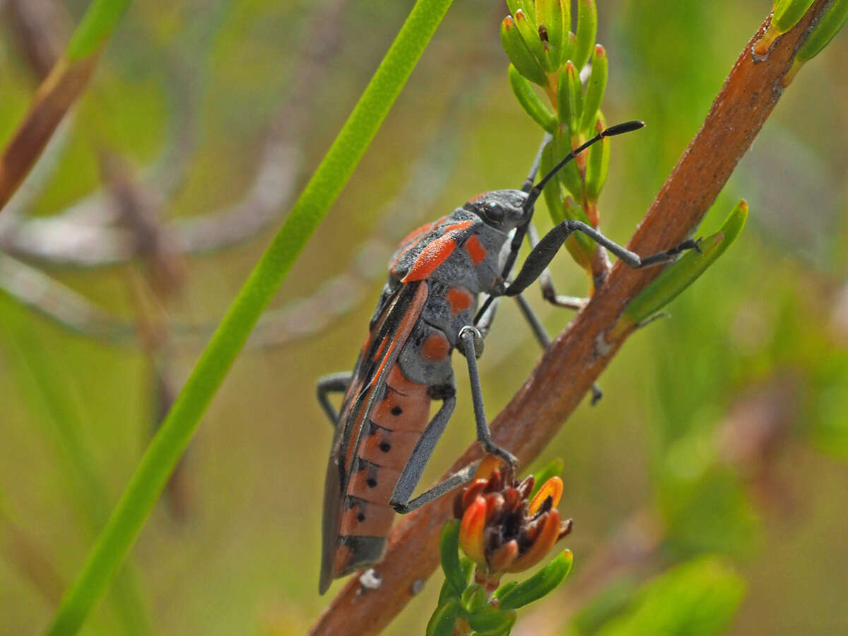 Image de Spilostethus crudelis Fabricius & J. C. 1781