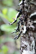 Image of tube lichen