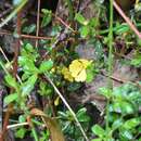 Hibbertia appressa H. R. Toelken resmi