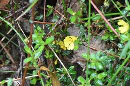 Image of Hibbertia appressa H. R. Toelken