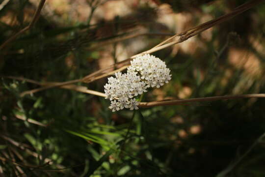 Asclepias angustifolia Schweig.的圖片