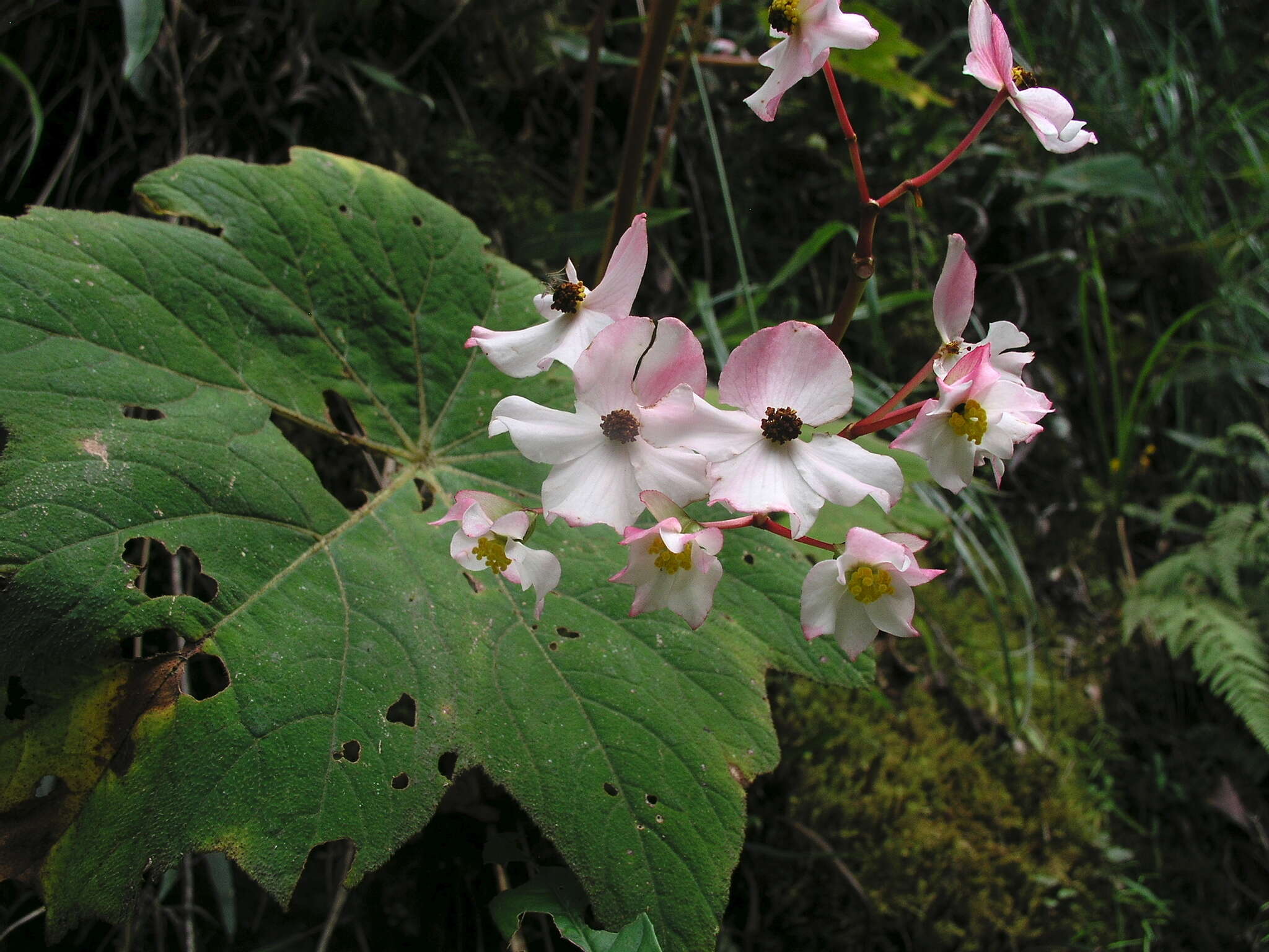 Image of Begonia acerifolia Kunth