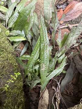 Imagem de Leptochilus pteropus (Bl.) Fraser-Jenk.