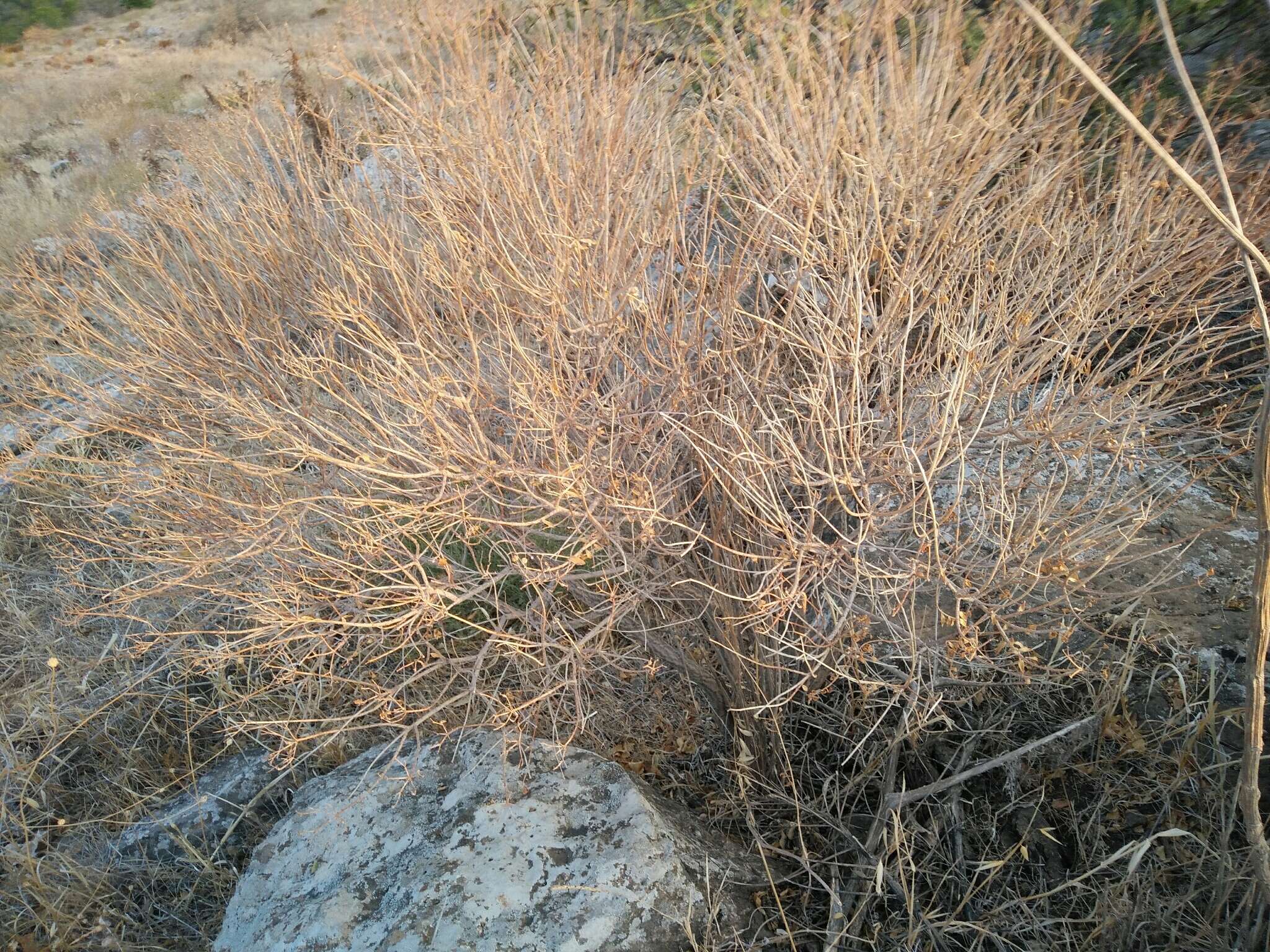 Image of Euphorbia hierosolymitana Boiss.