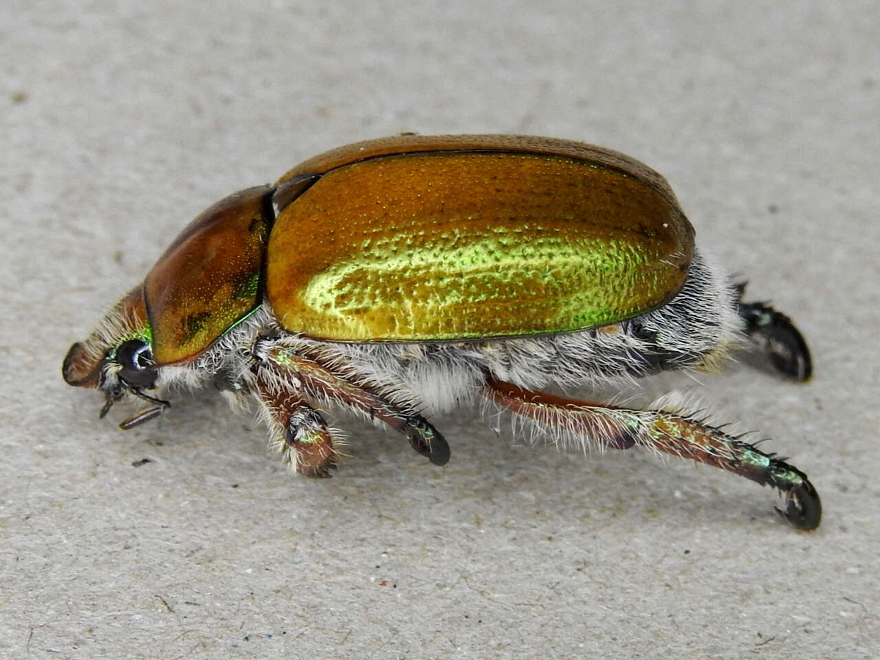 Image of Anoplognathus suturalis Boisduval 1835