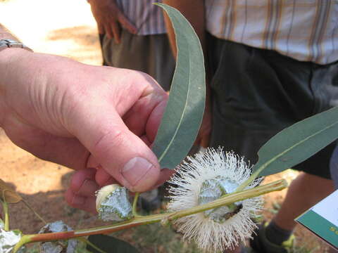 Sivun Eucalyptus globulus subsp. globulus kuva