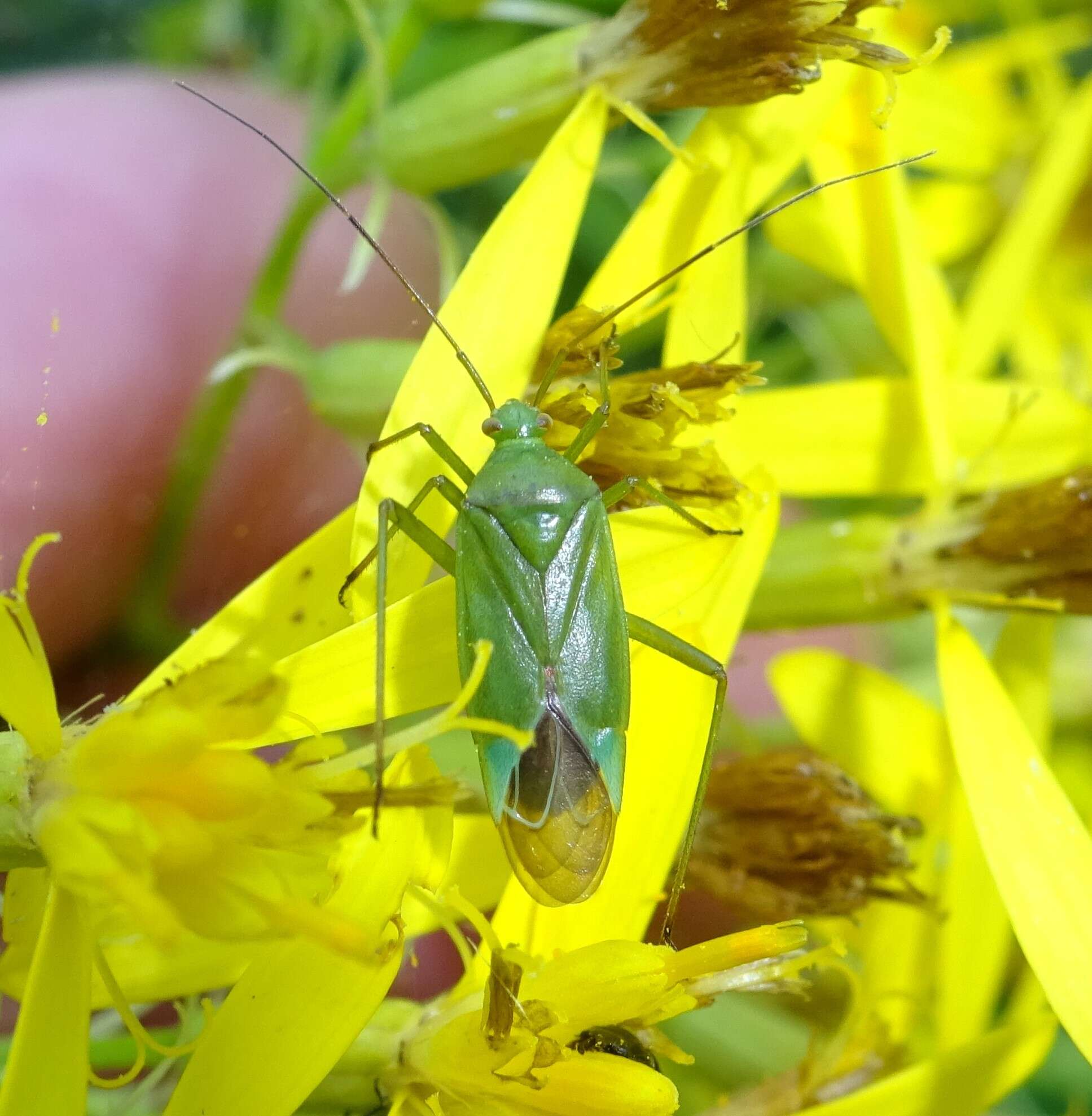 Image de Calocoris affinis (Herrich-Schaeffer 1835)