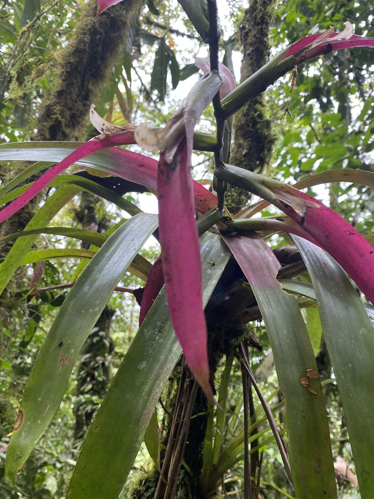 Image of Guzmania wittmackii (André) André ex Mez