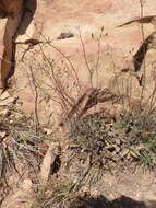 Image of southern hawkweed