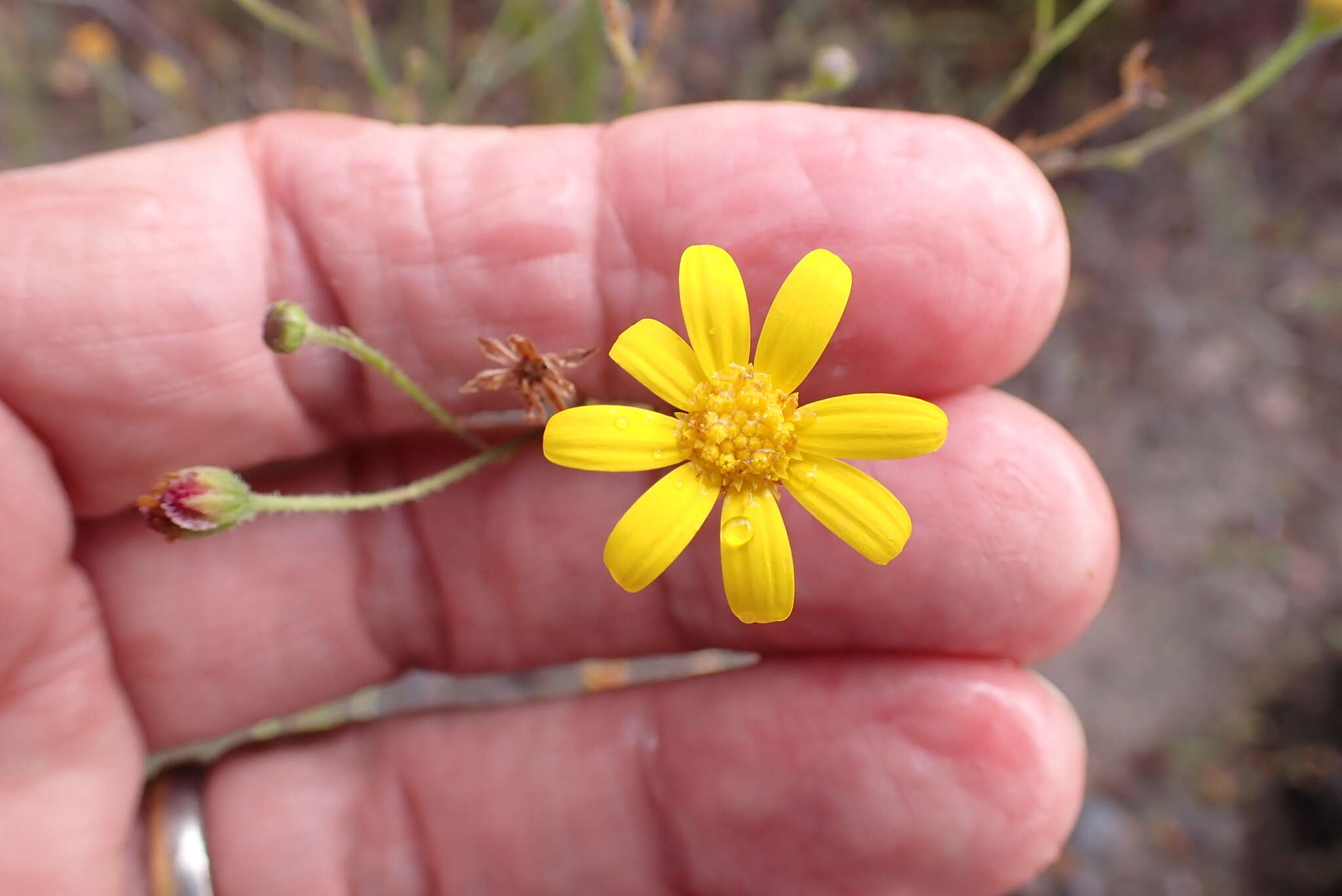 Image of Osteospermum bolusii (Compton) T. Norl.