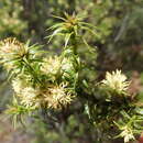 صورة Richea procera (F. Muell.) F. Muell.