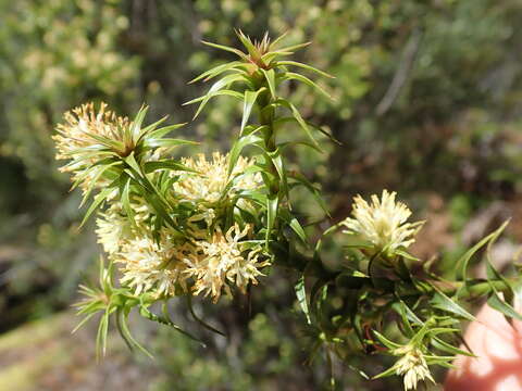 صورة Richea procera (F. Muell.) F. Muell.