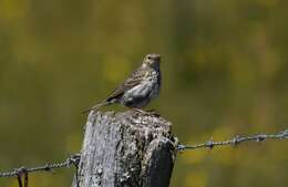 Image of Meadow Pipit