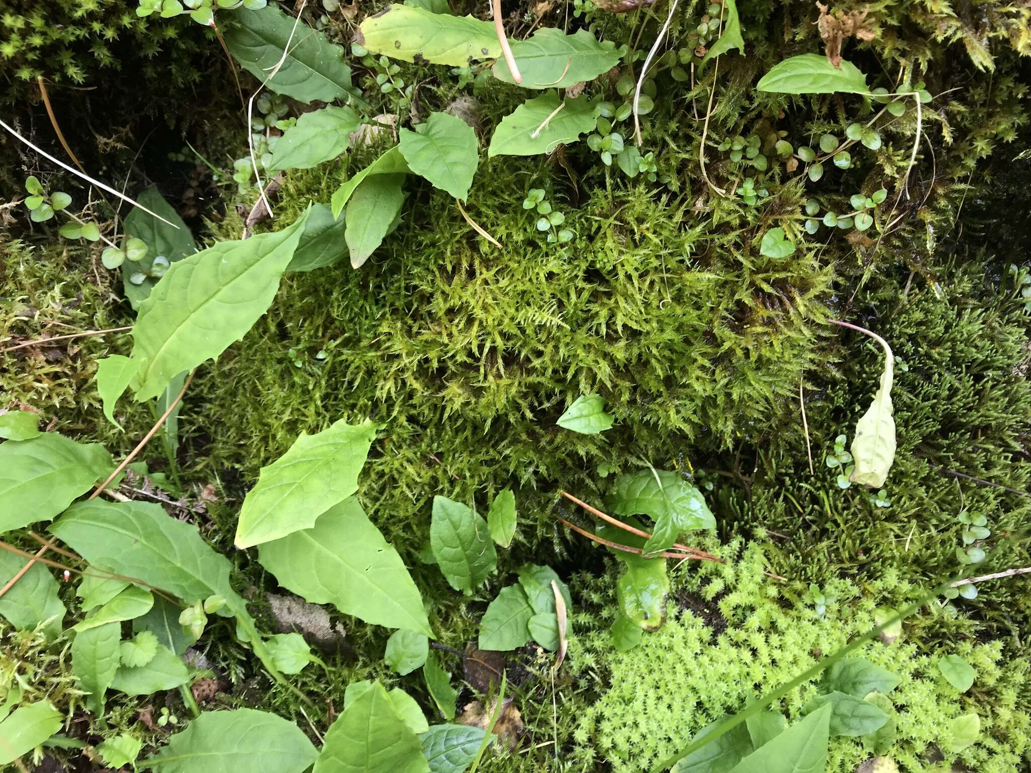 Image of calliergonella moss