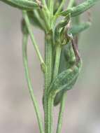 Image of yellow rabbitbrush