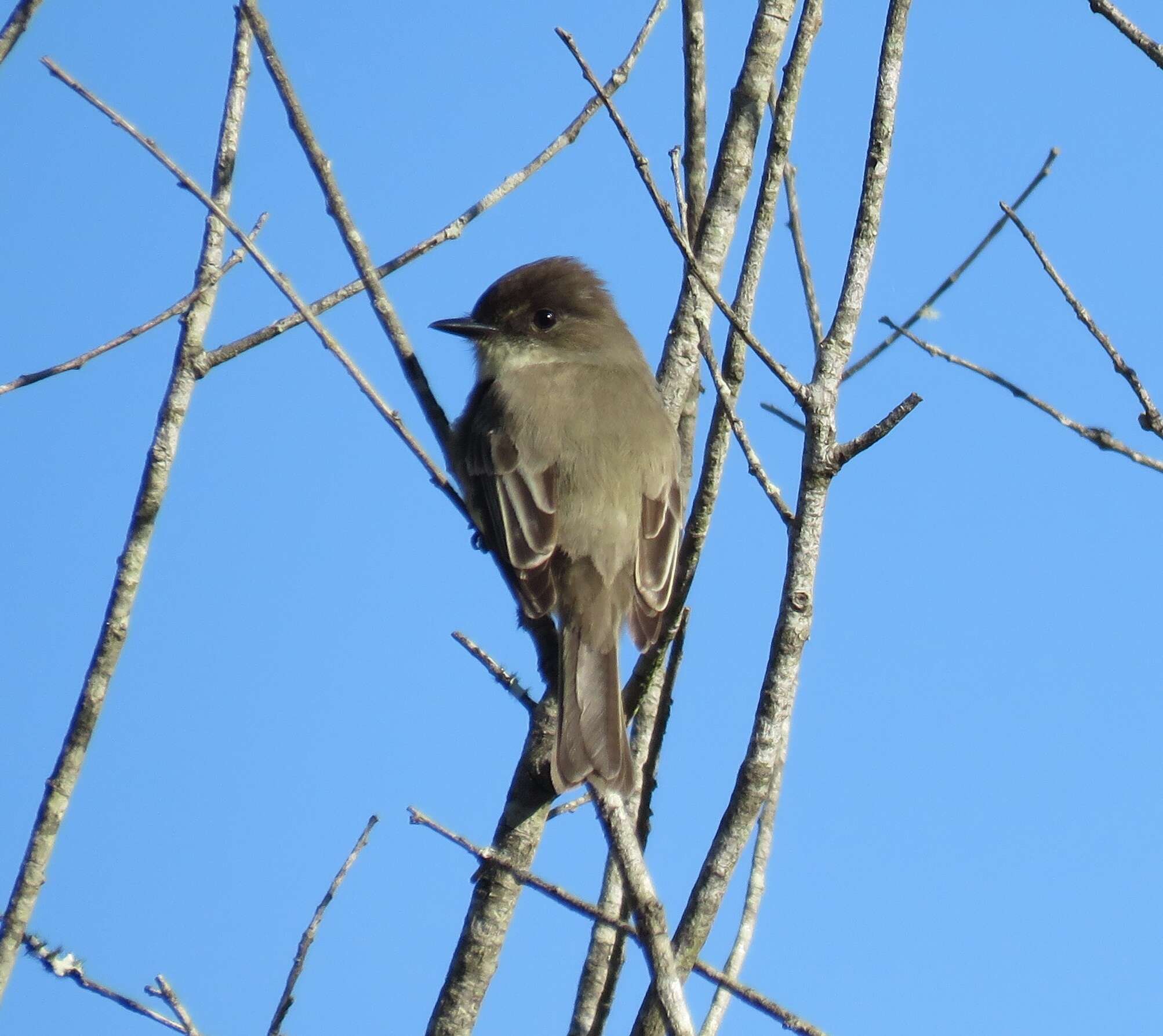 Image of Eastern Phoebe