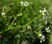 Image of Galium elongatum C. Presl