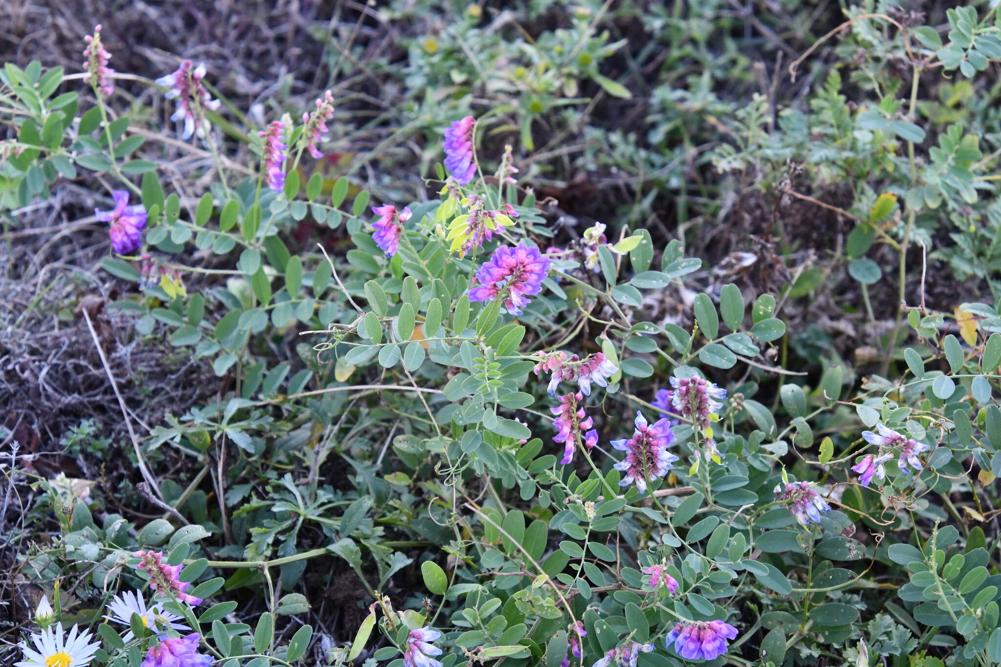 Image of Vicia amurensis Oett.