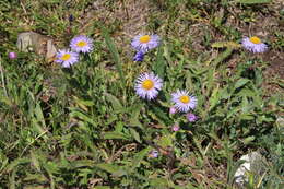 Image of threenerve fleabane