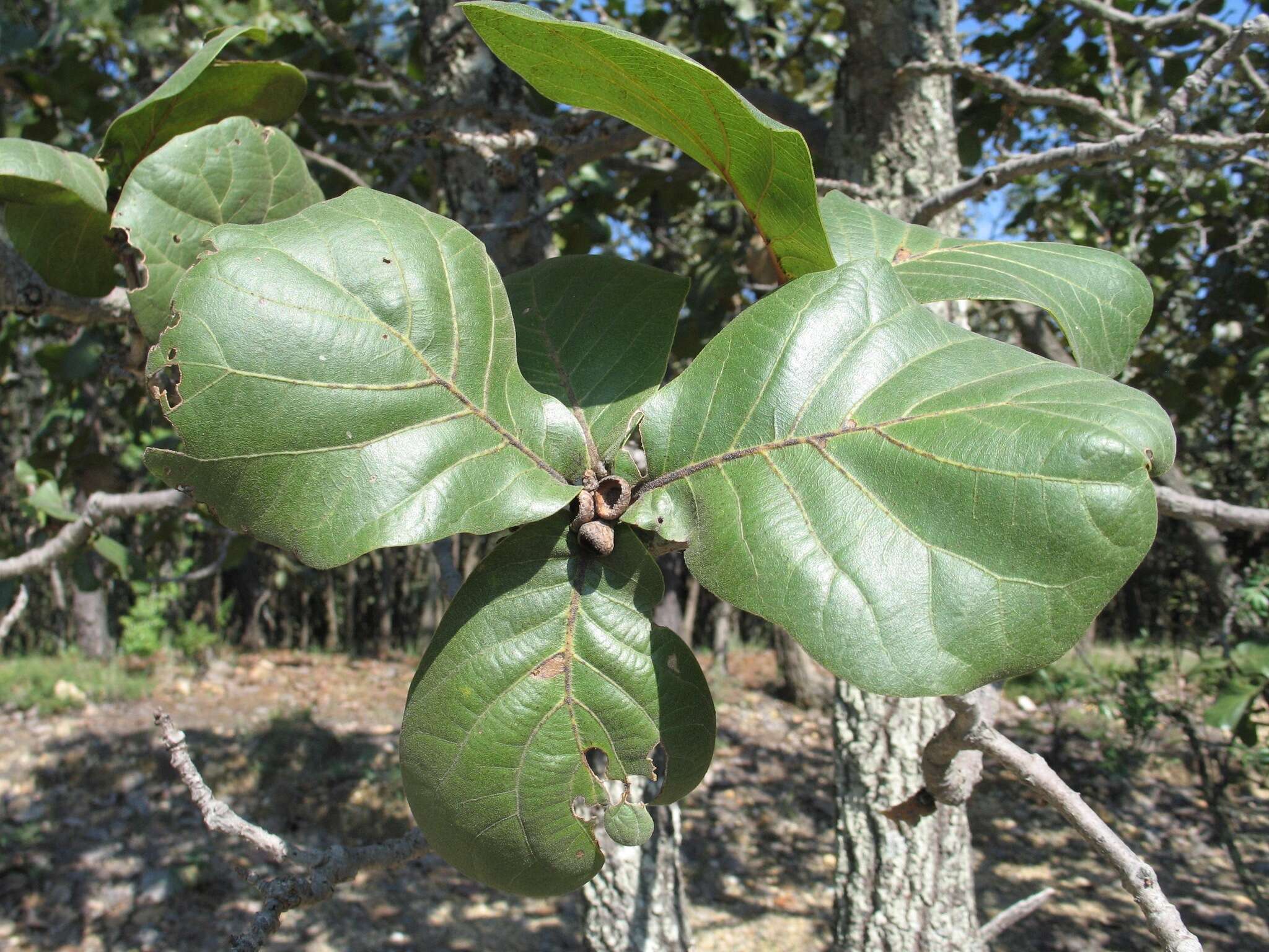 Image of Quercus jonesii Trel.