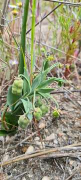 Image of Ornithoglossum viride (L. fil.) Dryand. ex W. T. Aiton