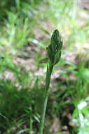 Image of Chloraea membranacea Lindl.