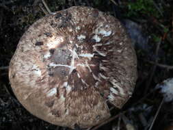 Image of Agaricus subrutilescens (Kauffman) Hotson & D. E. Stuntz 1938