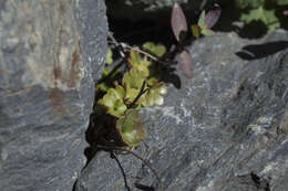 Imagem de Saxifraga sibirica L.