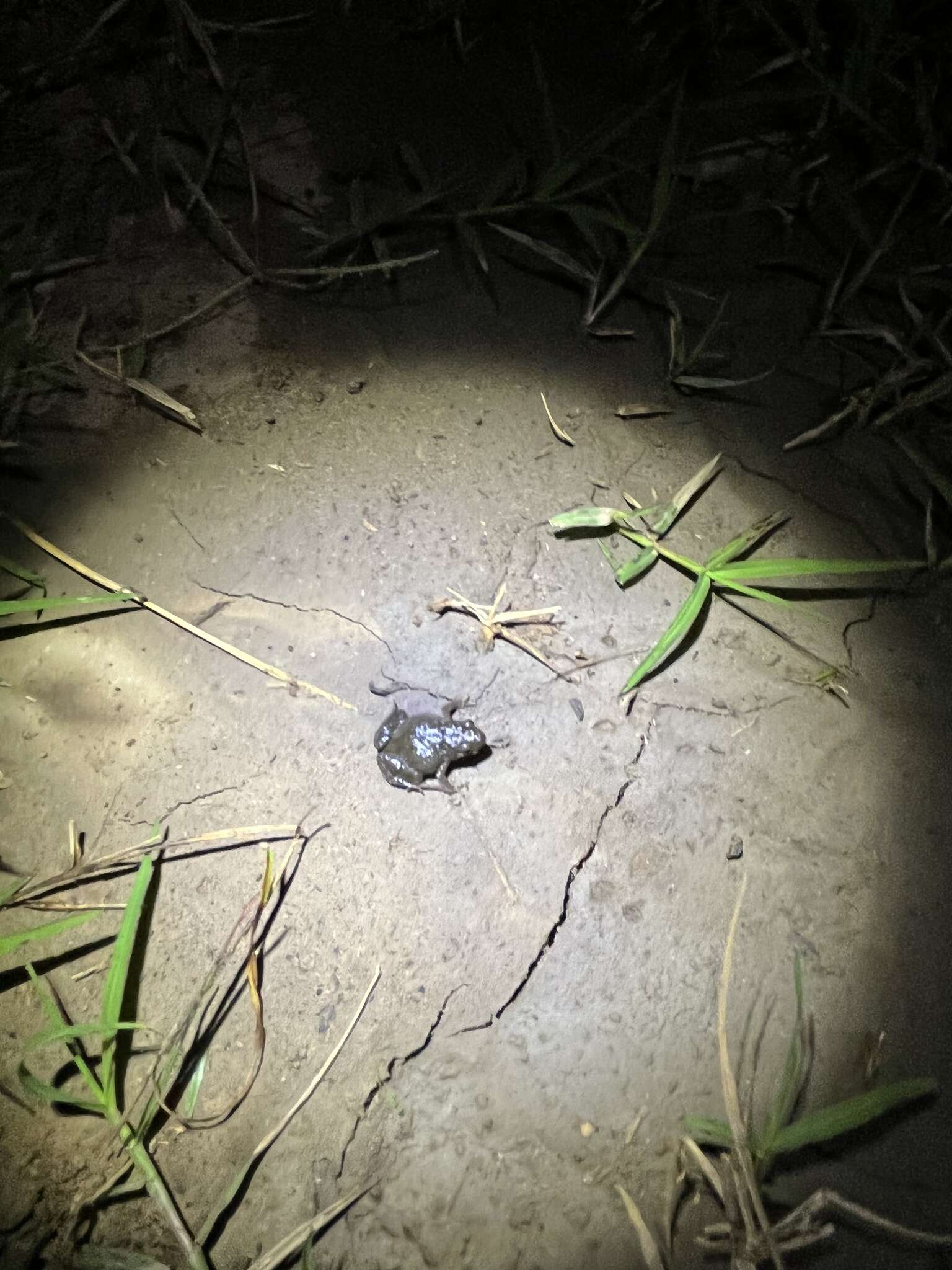 Image of Beeping Froglet