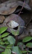 Image de Corybas oblongus (Hook. fil.) Rchb. fil.