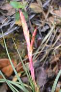 Image de Tillandsia tricolor Schltdl. & Cham.