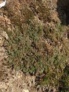 Image of Rocky Mountain spikemoss