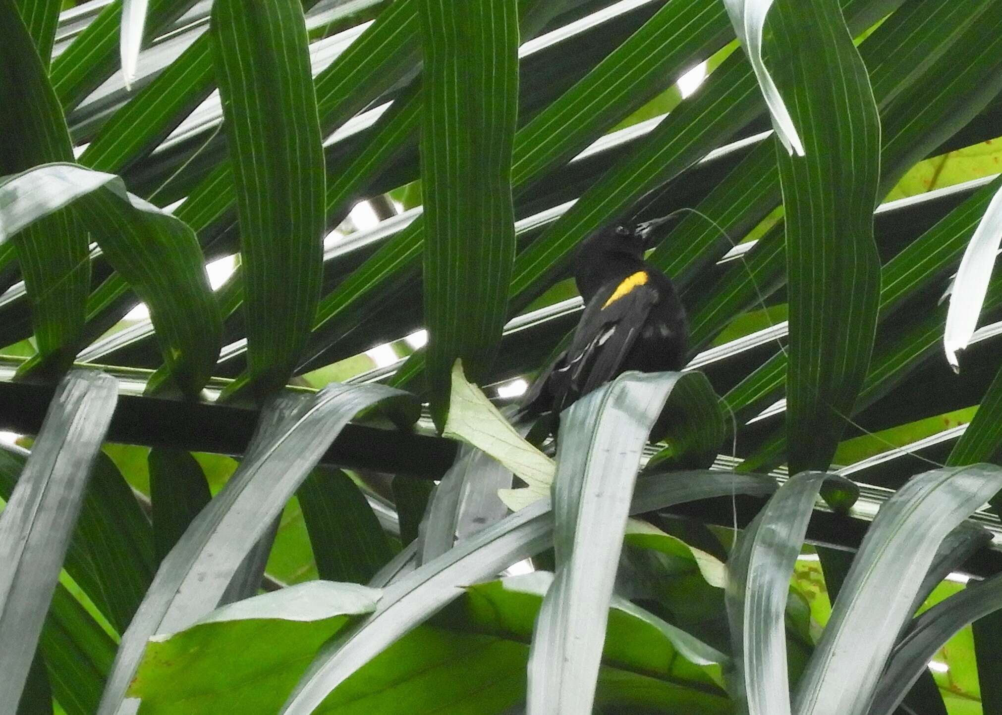 Image of Puerto Rican Oriole