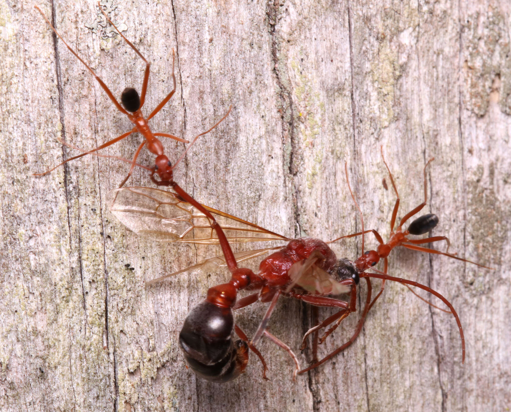 Imagem de Leptomyrmex nigriventris (Guerin-Meneville 1831)