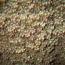 Image of pore coral