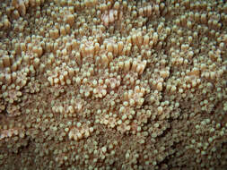 Image of pore coral