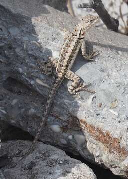 Image of Knobbed Pacific Iguana