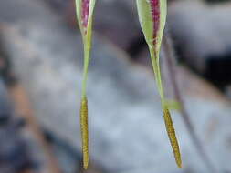 Image of Small spider orchid