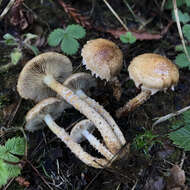 Image of Pholiota terrestris Overh. 1924