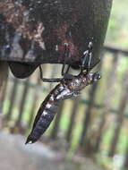 Image of Tropical Cascade Darner