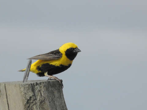 Image of Yellow-crowned Bishop