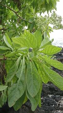 Image of Heliotropium arboreum (Blanco) Mabb.