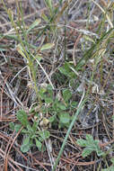 Image of Silene flavescens Waldst. & Kit.