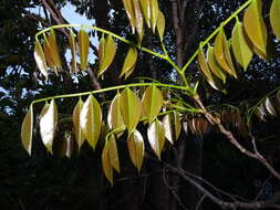 Image of Dalbergia normandii Bosser & R. Rabev.