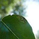 Stigmella oxyacanthella (Stainton 1854) Beirne 1945 resmi