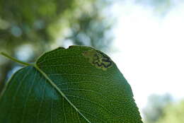 صورة Stigmella oxyacanthella (Stainton 1854) Beirne 1945