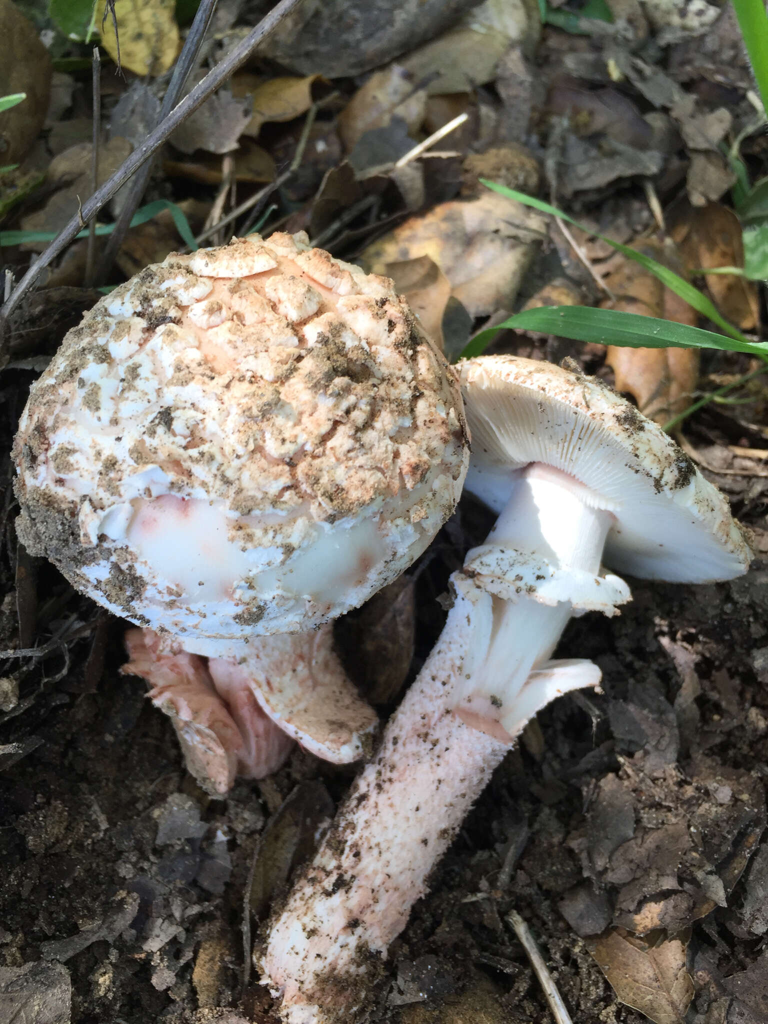 Image of Amanita novinupta Tulloss & J. Lindgr. 1994