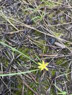 Image of Bristle-Seed Yellow Star-Grass